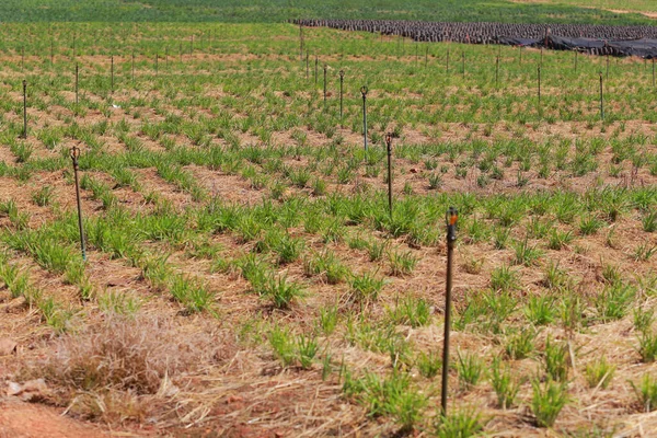 Trabajo Riego Por Aspersión Rotatoria Granja Col Rizada Agricultura Comercial —  Fotos de Stock