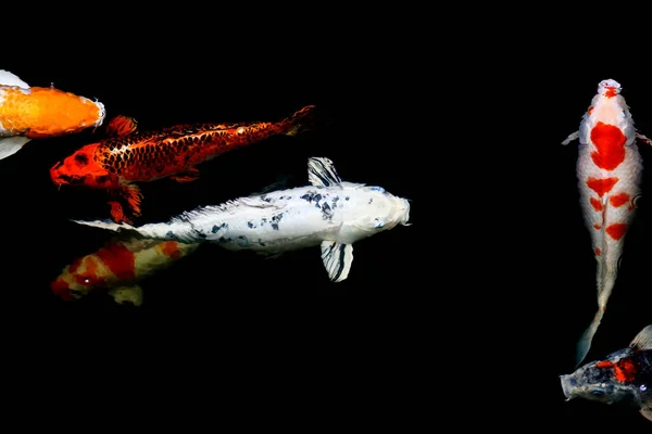 고기는 잉어를 연못에서 헤엄치는 잉꼬라고 부른다 우주의 — 스톡 사진