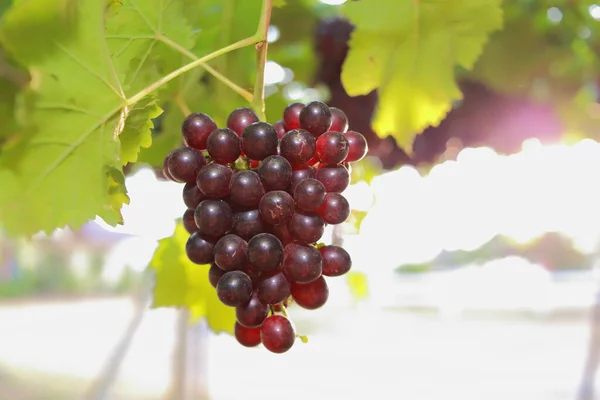 Grapes Vineyard Sunny Day — Stock Photo, Image