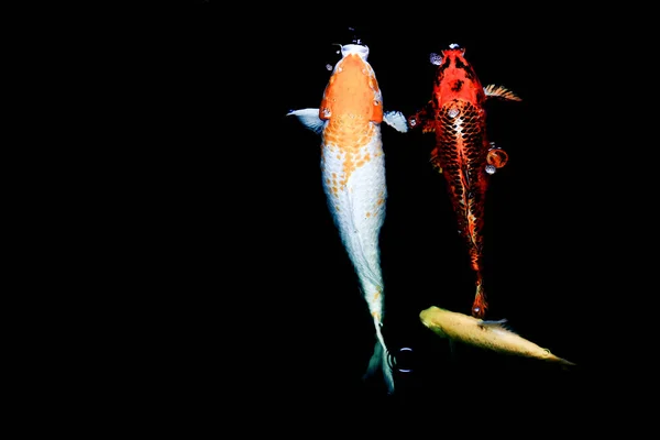 Japońskie Ryby Dzwonią Carp Albo Fancy Karp Pływanie Stawie Ruch — Zdjęcie stockowe