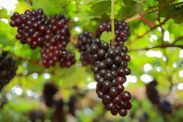 Grapes Vineyard Sunny Day — Stock Photo, Image