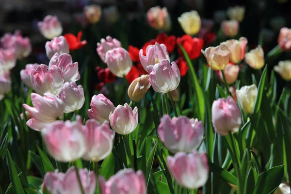 Tulipes Colorées Dans Jardin — Photo