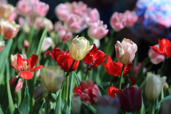Tulipes Colorées Dans Jardin — Photo