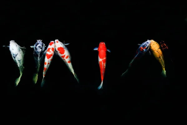 Японские Рыбы Называют Карпов Причудливых Карпов Плавающих Пруду Движение Плавания — стоковое фото
