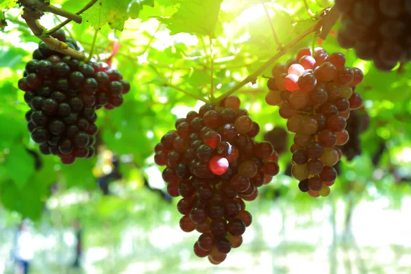 Grapes Vineyard Sunny Day — Stock Photo, Image