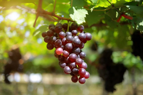 Raisins Dans Vignoble Par Une Journée Ensoleillée — Photo