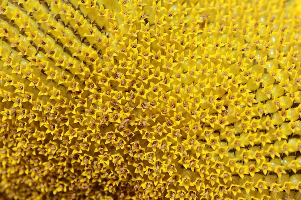 熟した黄色のひまわりのマクロショット — ストック写真