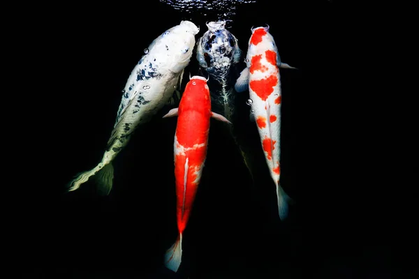 Los Peces Japón Llaman Carpa Carpa Lujo Nadando Estanque Movimiento — Foto de Stock
