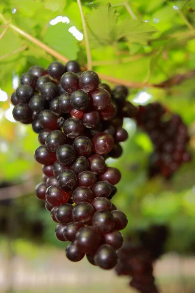 Uvas Vinha Dia Ensolarado — Fotografia de Stock