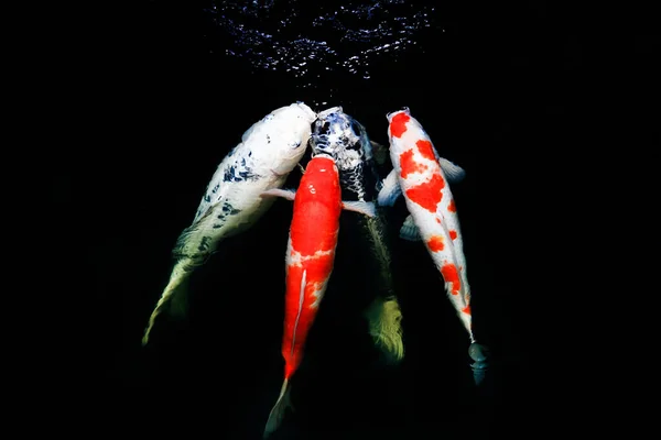 Giappone Pesci Chiamata Carpa Carpa Fantasia Nuotare Uno Stagno Movimento — Foto Stock