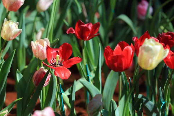 Colorful Tulips Garden — Stock Photo, Image