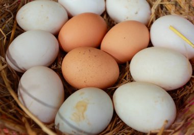 Taze yumurtalar pipetin üzerine serildi..