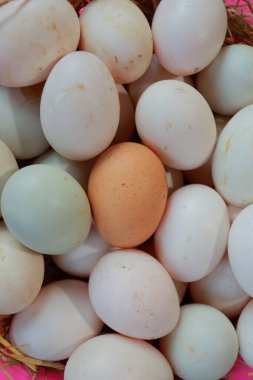 Taze yumurtalar pipetin üzerine serildi..