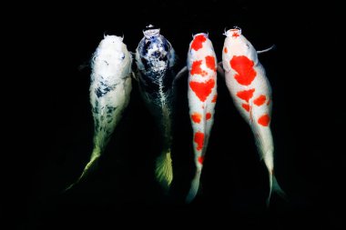 Japon balıklarına sazan balığı ya da gölde yüzen süslü sazan denir. Yüzme ve Boşluğun Hareketi. 