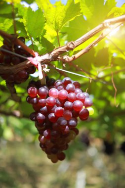Güneşli bir günde üzüm bağlarında