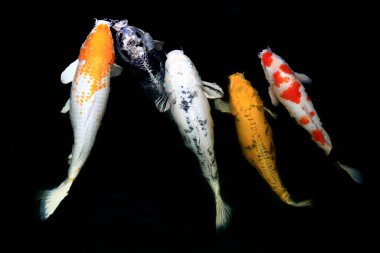 Japon balıklarına sazan balığı ya da gölde yüzen süslü sazan denir. Yüzme ve Boşluğun Hareketi. 