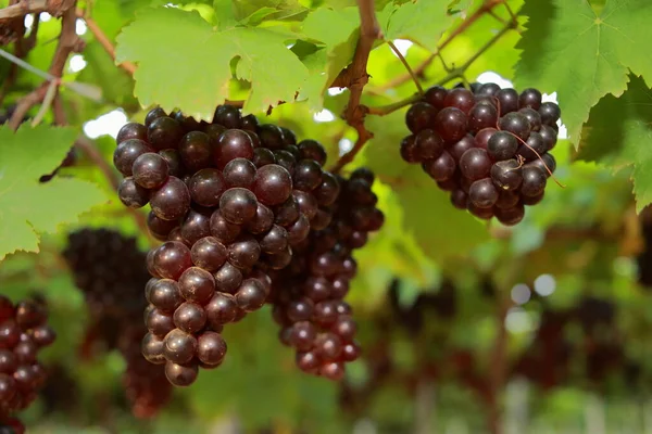 Uvas Viñedo Día Soleado — Foto de Stock