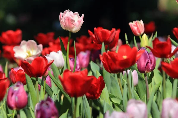 Tulipes Colorées Dans Jardin — Photo