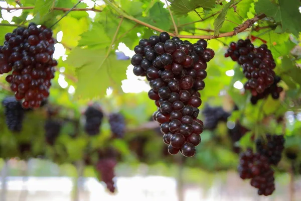 Uvas Viñedo Día Soleado — Foto de Stock