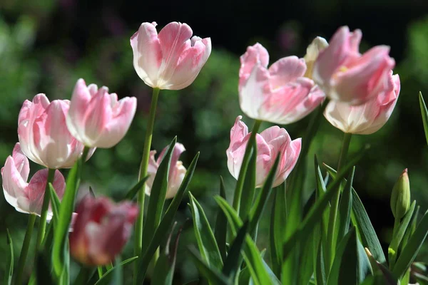 Tulipes Colorées Dans Jardin — Photo