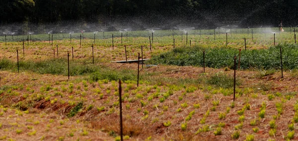 商業農業と農業におけるケール農場での回転スプリンクラー灌漑の作業 — ストック写真