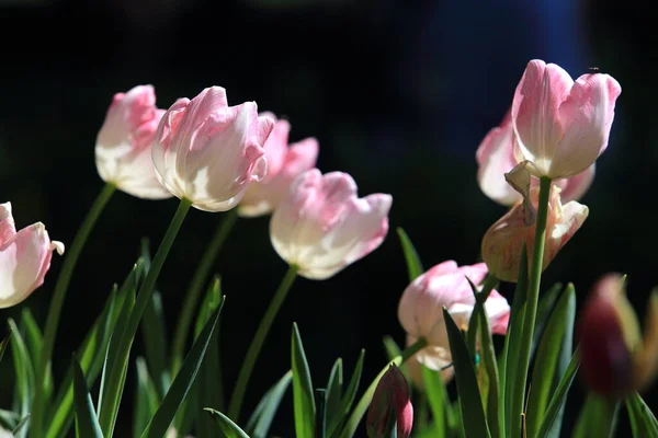 Tulipes Colorées Dans Jardin — Photo