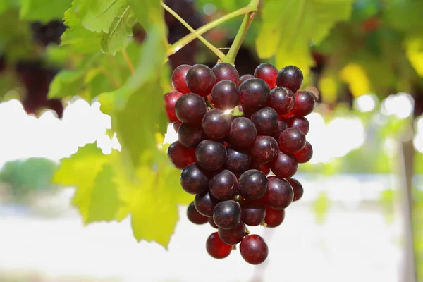 Uvas Vinha Dia Ensolarado — Fotografia de Stock