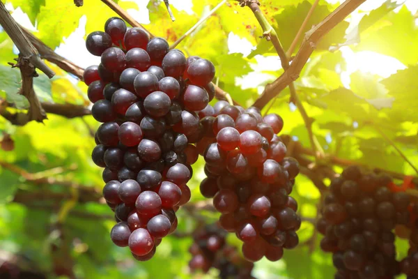 Raisins Dans Vignoble Par Une Journée Ensoleillée — Photo