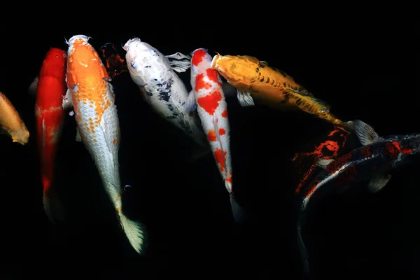 Los Peces Japón Llaman Carpa Carpa Lujo Nadando Estanque Movimiento — Foto de Stock