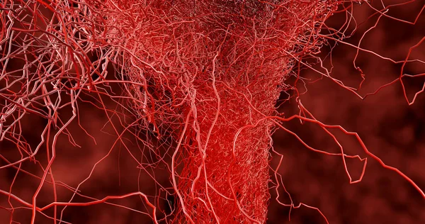 Sistema Muchos Capilares Pequeños Ramifican Fuera Los Vasos Sanguíneos Grandes — Foto de Stock