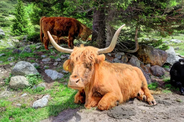 Long Horn Bull in Alpine Piztal Valley