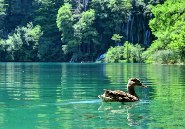 A Duck Swims in the Sapphire Water at Croatia's Plitvice Lakes N — Stock Photo, Image
