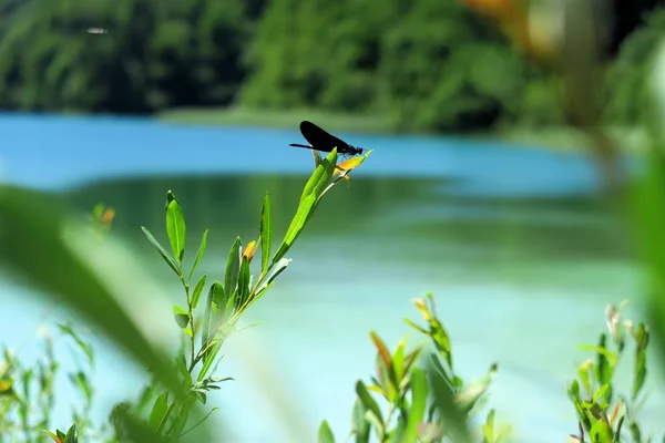 Libélula en una hoja en el Parque Nacional de los Lagos de Plitvice en Croacia —  Fotos de Stock