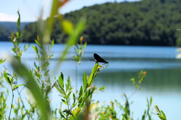 Dragonfly on a leaf at Croatia's Plitvice Lakes National Park — Stock Photo, Image