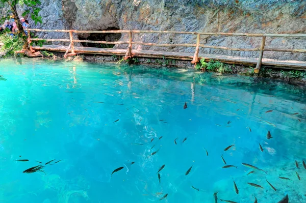 Ryby plavat pod dřevěný chodník v Chorvatsku Plitvická jezera N — Stock fotografie
