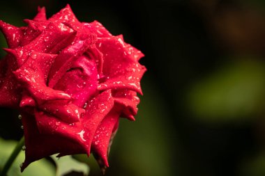 Güzel gül çiçeği, yakından.