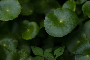 Bahçe yapraklı yeşil yaprak