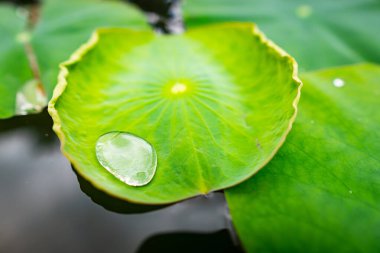 Nilüfer çiçeğinin güzelliğine yakın çekim.