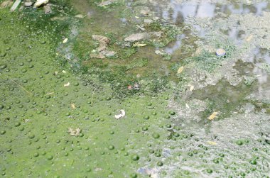 Kirli suyun çok koyu yeşil bir rengi ve kokusu vardır..