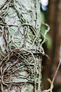 yeşil ağaç kabuğu ile liana
