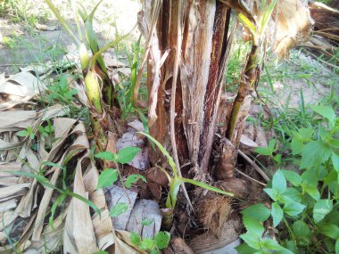 Ormanda yeşil yosun.