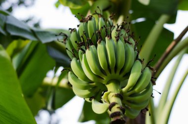 Ağaçta yeşil muzlar