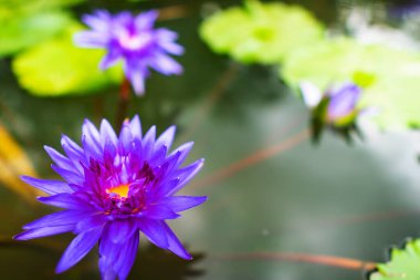 Nilüfer çiçeğinin güzelliğine yakın çekim.