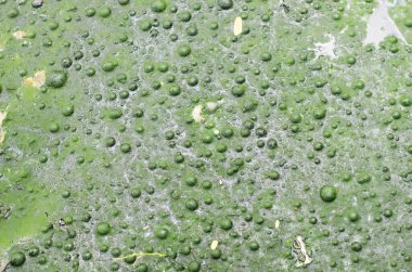 Kirli suyun çok koyu yeşil bir rengi ve kokusu vardır..