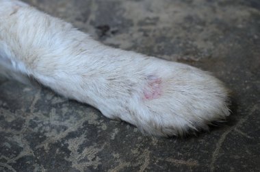 Yerde beyaz kürk bacaklar