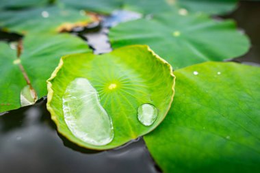 Nilüfer çiçeğinin güzelliğine yakın çekim.