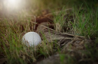 Beyaz golf topu, yaklaş.