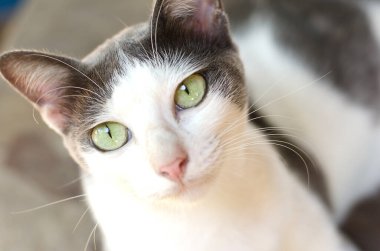 Yakın plan kedi uyuyor..