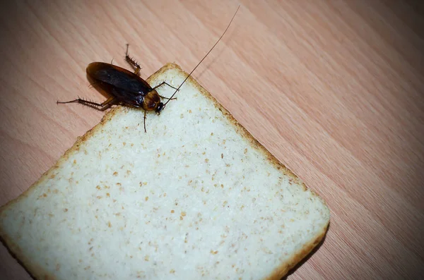 Kakkerlak Die Het Brood Tafel Eet — Stockfoto