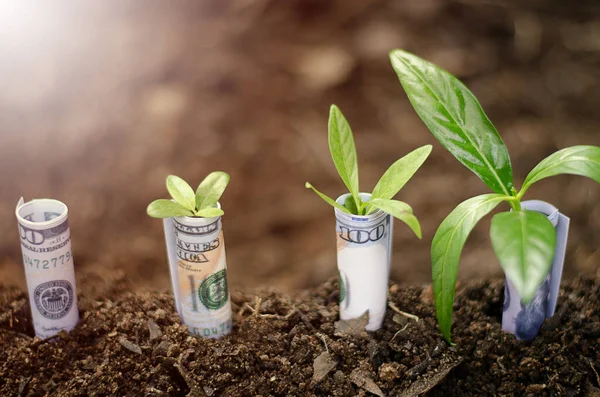 Concepts Planting Dollars Increase Productivity Business — Stock Photo, Image
